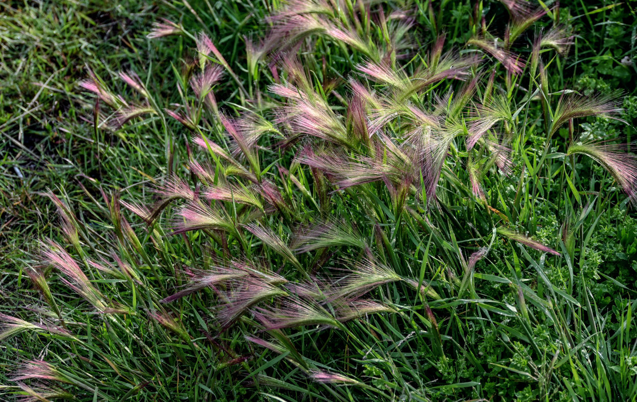 Image of Hordeum jubatum specimen.