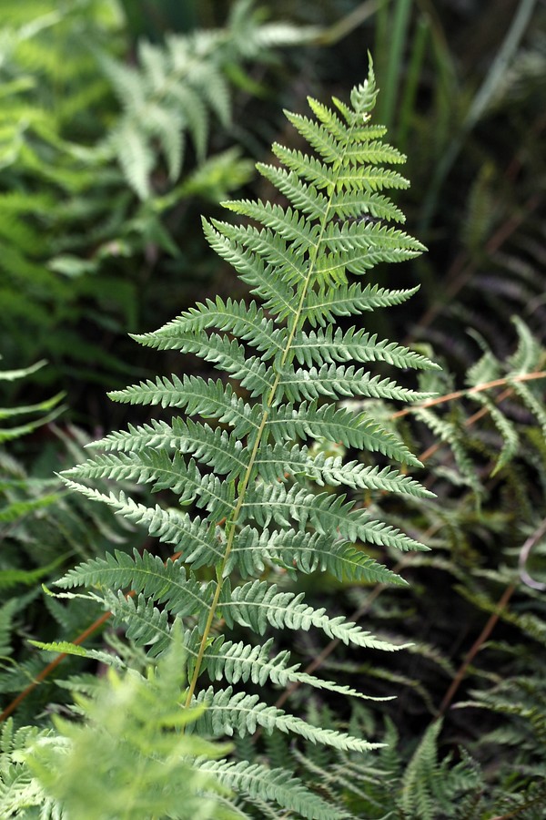 Image of Thelypteris palustris specimen.