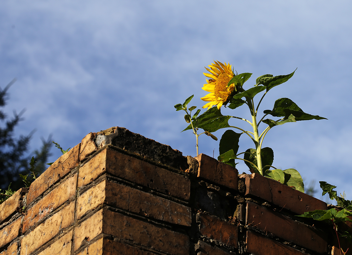 Image of Helianthus annuus specimen.