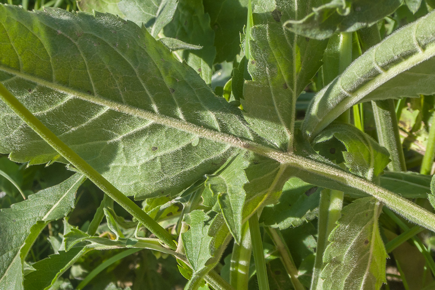 Image of Cephalaria balkharica specimen.