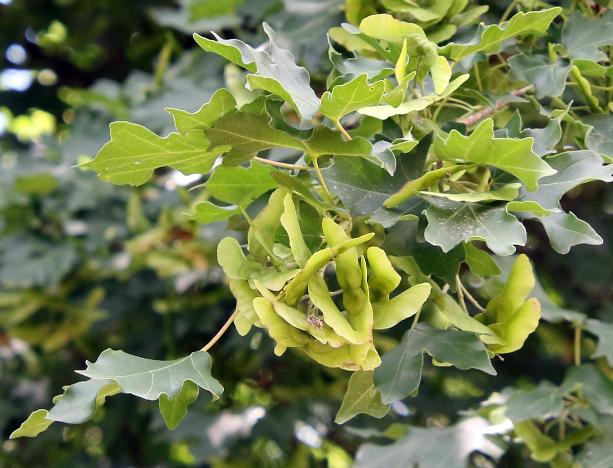 Image of Acer campestre specimen.