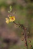 Verbascum blattaria. Верхушка цветущего и плодоносящего растения. Ростовская обл., Аксайский р-н, окр. хут. Александровка, обочина грунтовой дороги. 24.07.2024.