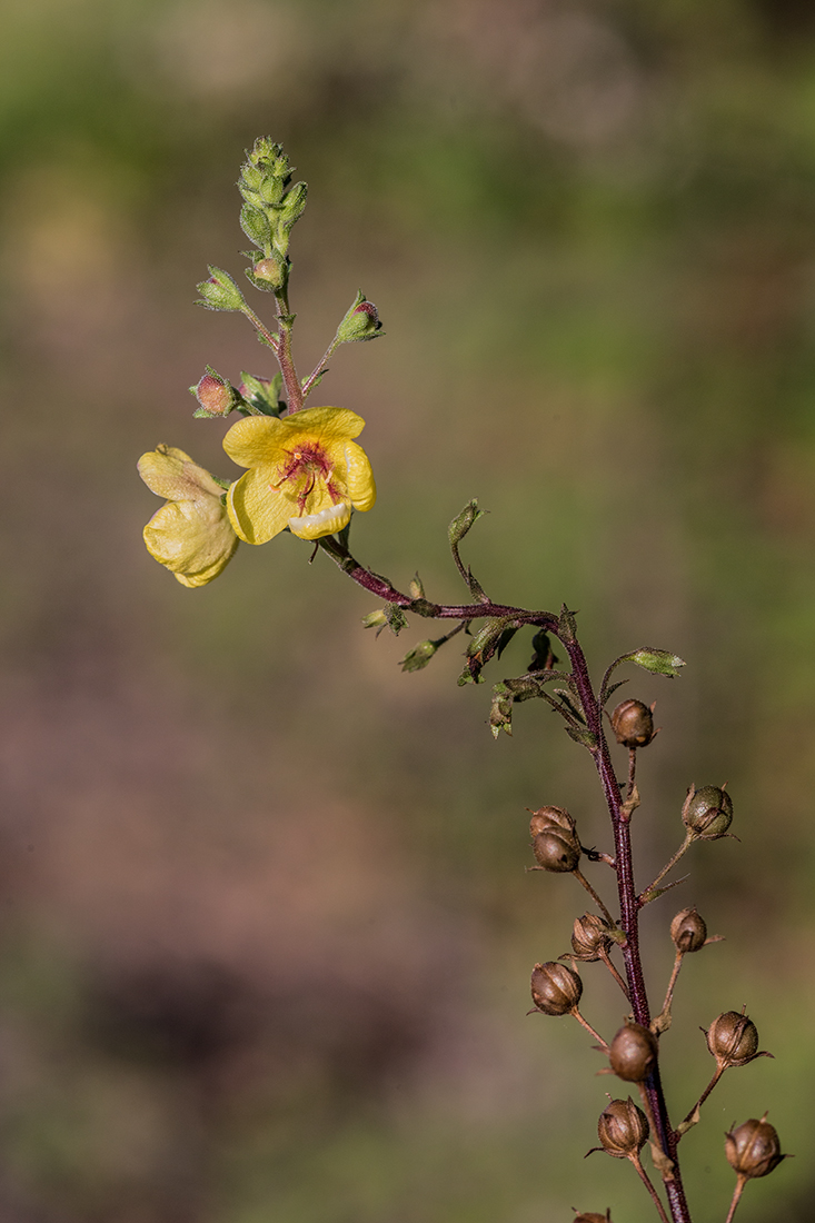 Image of Verbascum blattaria specimen.