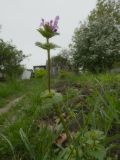 Lamium amplexicaule