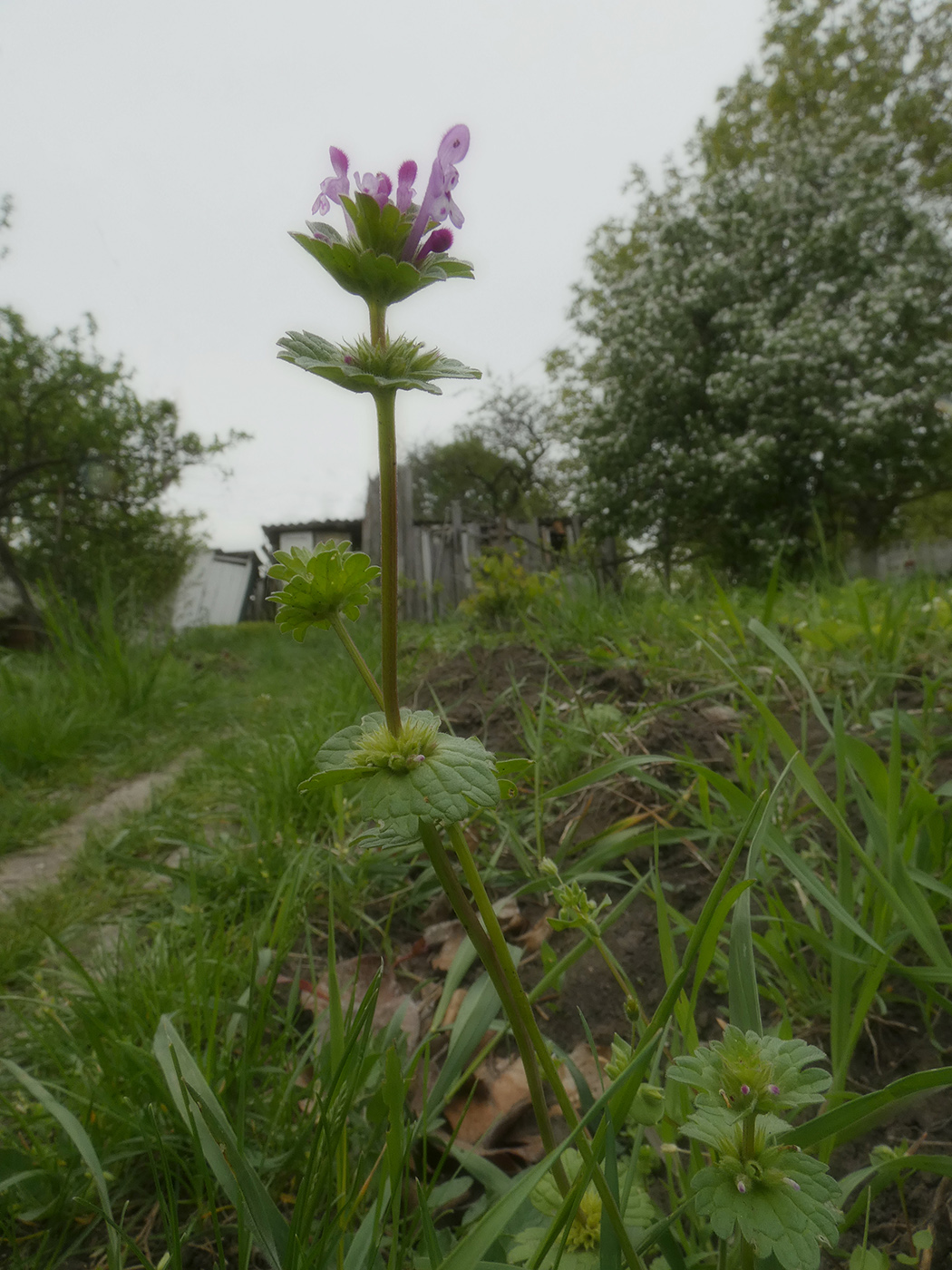 Image of Lamium amplexicaule specimen.