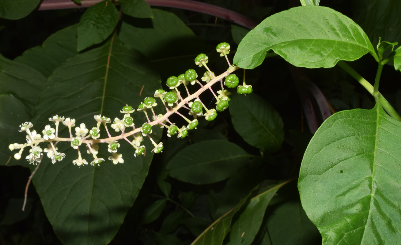 Image of Phytolacca americana specimen.