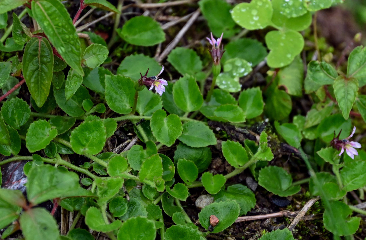 Изображение особи Lobelia nummularia.