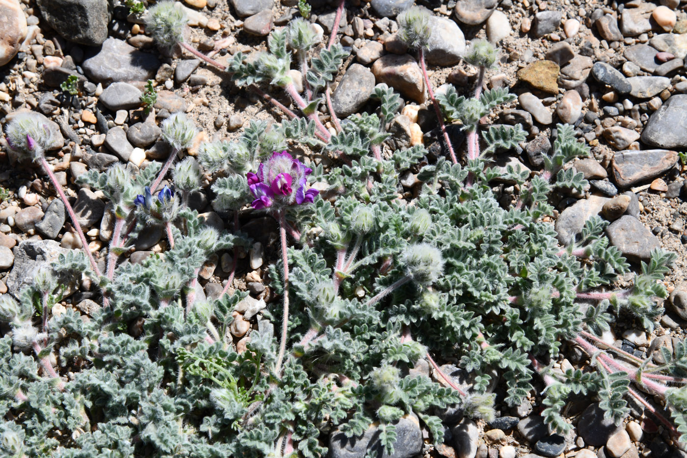 Изображение особи Oxytropis tianschanica.