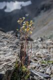 род Saxifraga. Цветущие растения. Карачаево-Черкесия, Урупский р-н, хр. Абишира-Ахуба, пер. Агур, ≈ 2950 м н.у.м., каменистая осыпь. 11.08.2024.