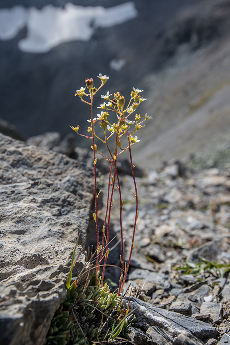 Image of genus Saxifraga specimen.