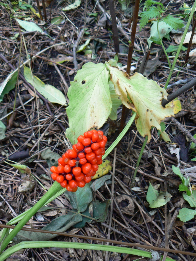 Image of Arisaema amurense specimen.