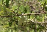 Styrax officinalis