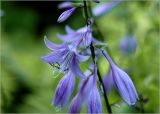 Hosta albomarginata