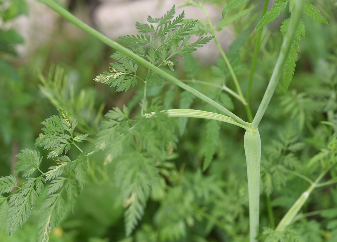 Image of familia Apiaceae specimen.