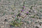 Phlomoides zenaidae. Цветущее растение. Казахстан, Алматинская обл., хр. Торайгыр, галечниковый склон. 6 мая 2024 г.