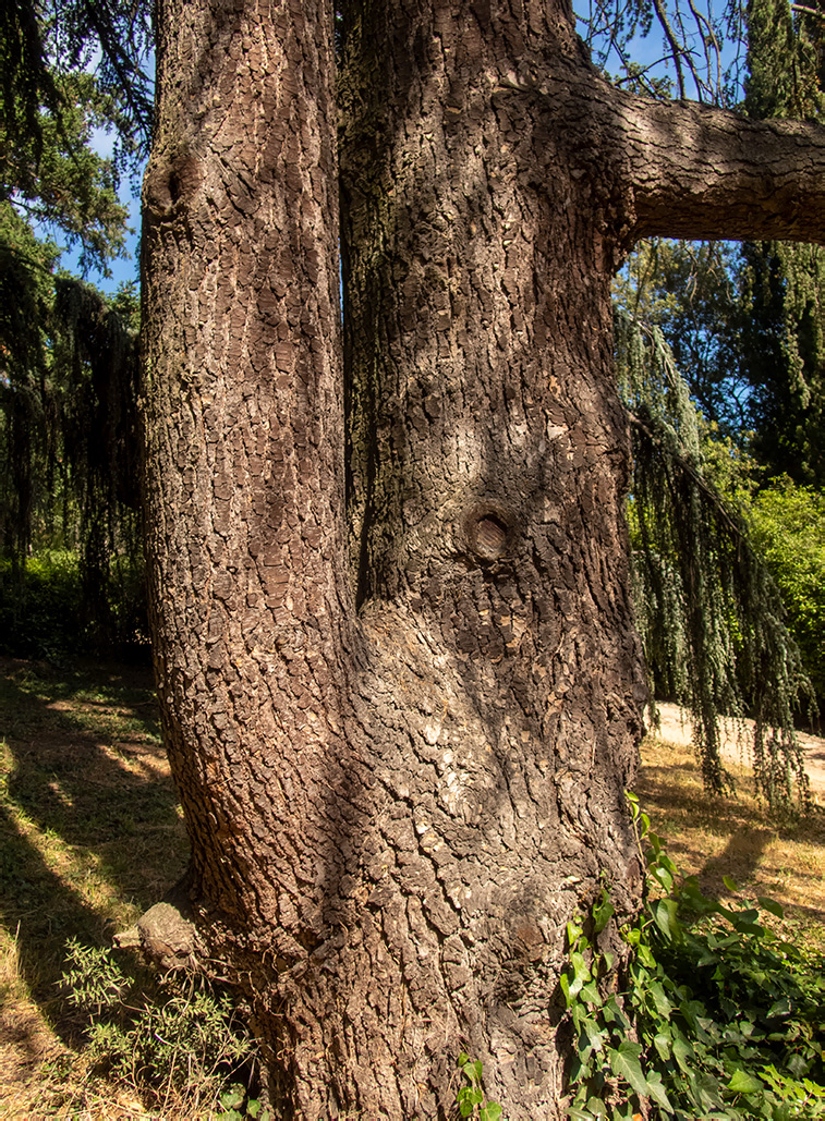 Изображение особи Cedrus libani.