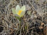 Pulsatilla orientali-sibirica