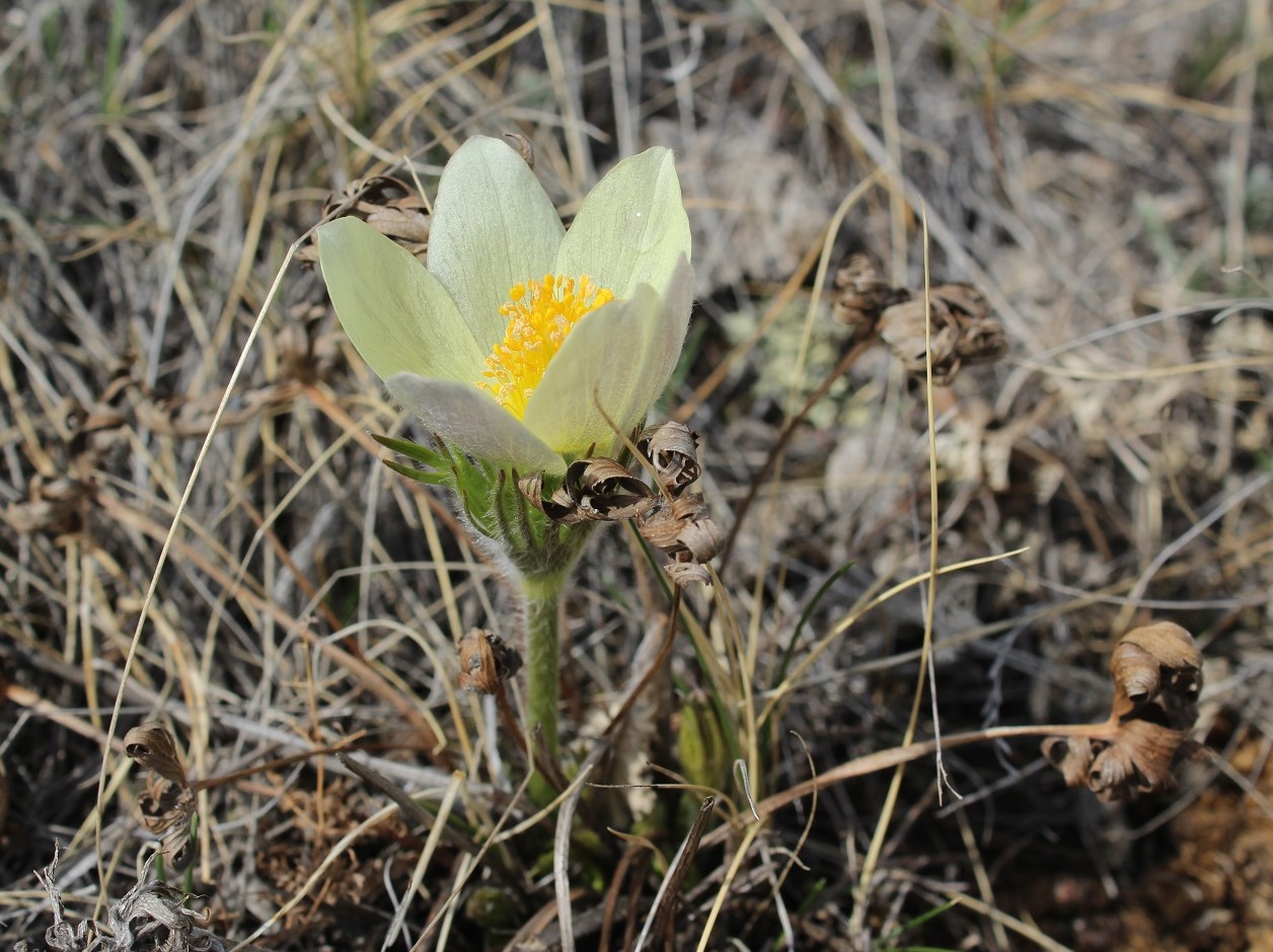 Изображение особи Pulsatilla orientali-sibirica.