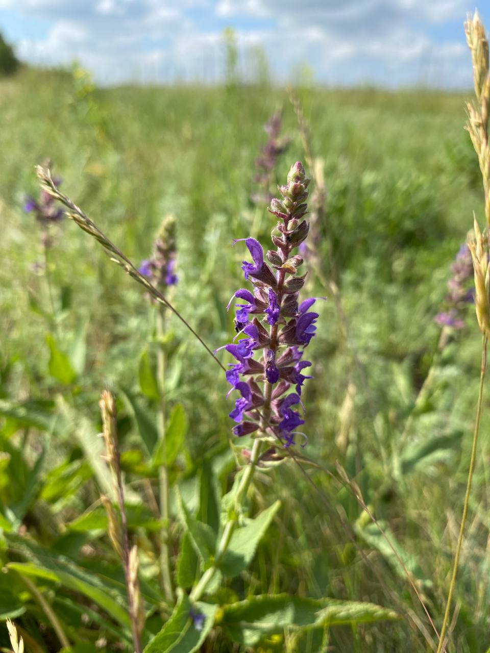 Image of Salvia tesquicola specimen.