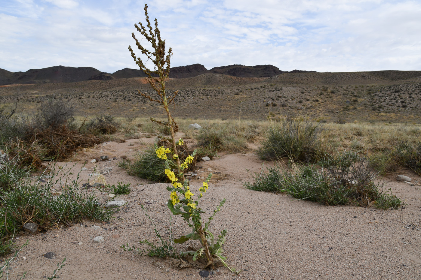 Изображение особи Verbascum songaricum.