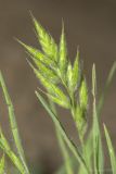 Bromus hordeaceus