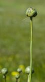 Rhaponticoides ruthenica