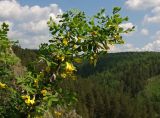 Caragana arborescens. Ветвь цветущего растения. Новосибирская обл., Салаирский кряж, р. Бердь, окр. дер. Новососедово. 02.06.2008.