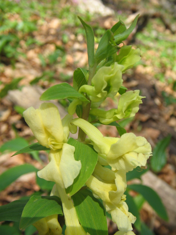 Image of Corydalis marschalliana specimen.