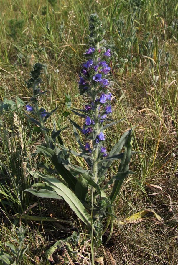 Image of Echium vulgare specimen.