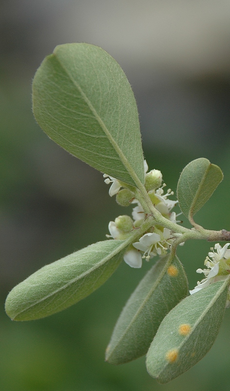 Image of Cotoneaster suavis specimen.