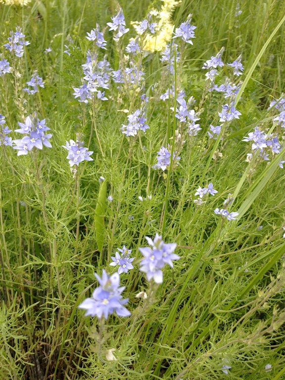 Image of Veronica jacquinii specimen.