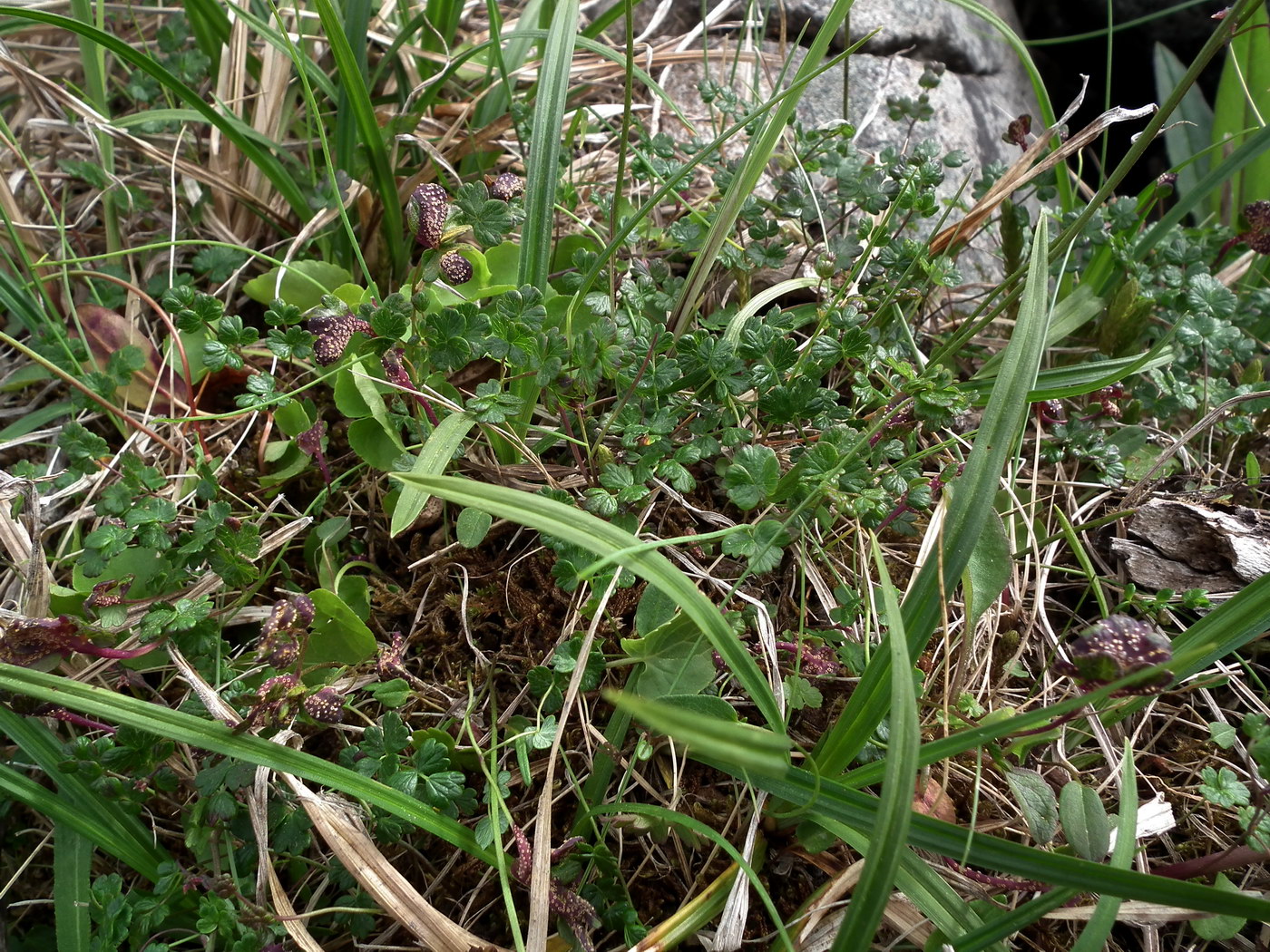 Image of Thalictrum alpinum specimen.