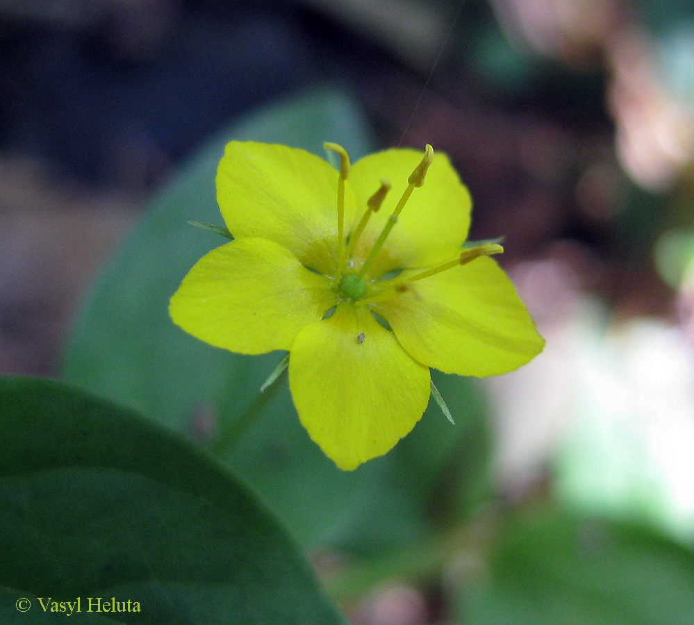 Image of Lysimachia nemorum specimen.