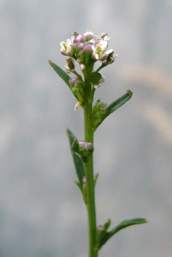 Image of Lepidium graminifolium specimen.