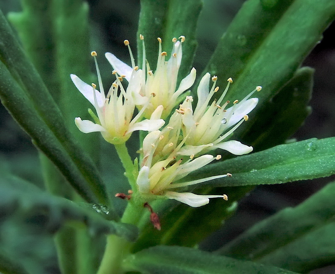 Image of Rhodiola stephanii specimen.