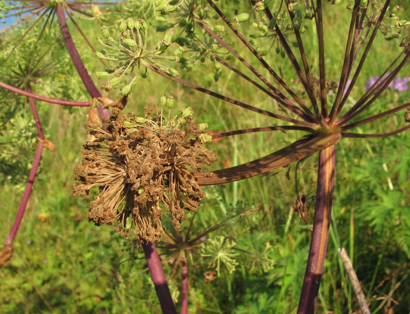 Изображение особи Archangelica officinalis.