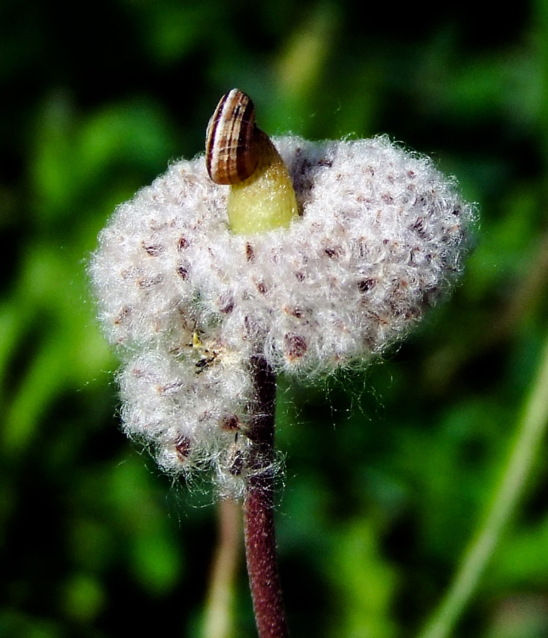 Image of Anemone coronaria specimen.