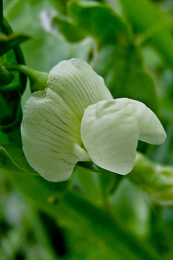 Изображение особи Lathyrus ochrus.