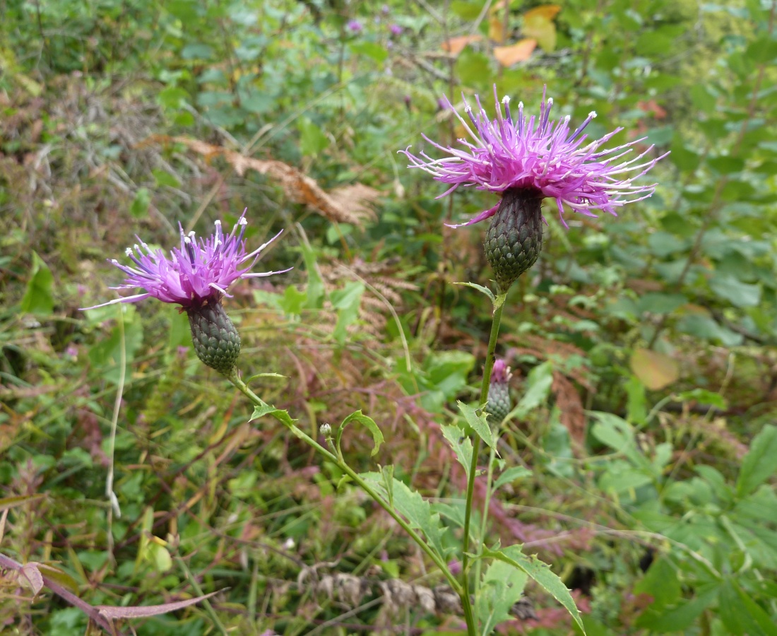 Image of Klasea quinquefolia specimen.