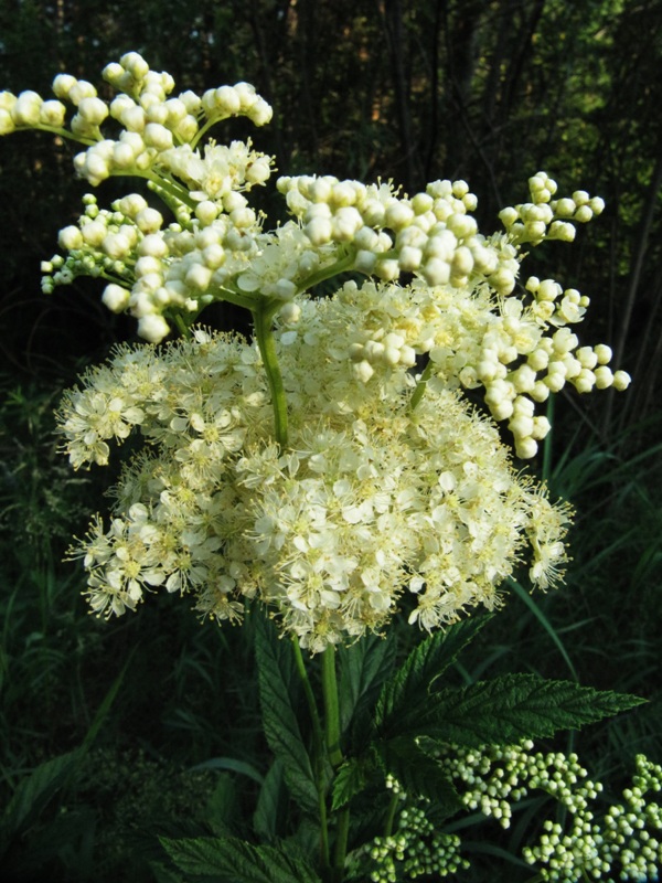 Image of Filipendula ulmaria specimen.