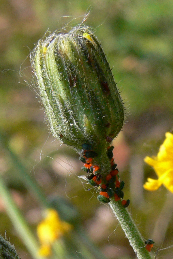 Image of genus Hieracium specimen.