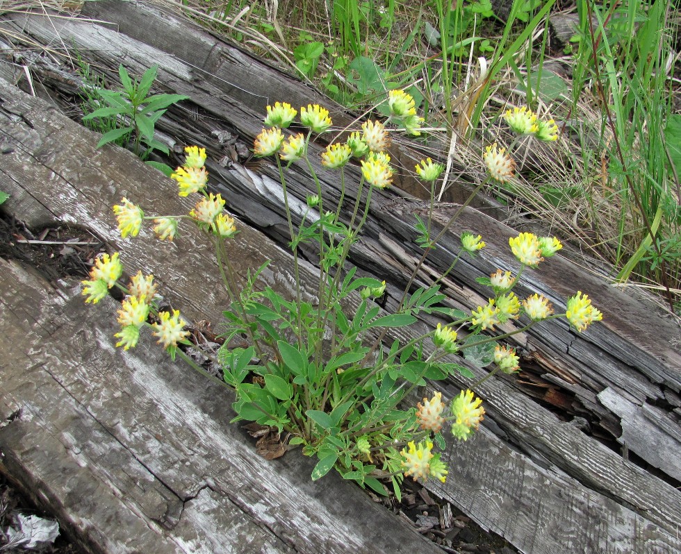 Image of Anthyllis macrocephala specimen.