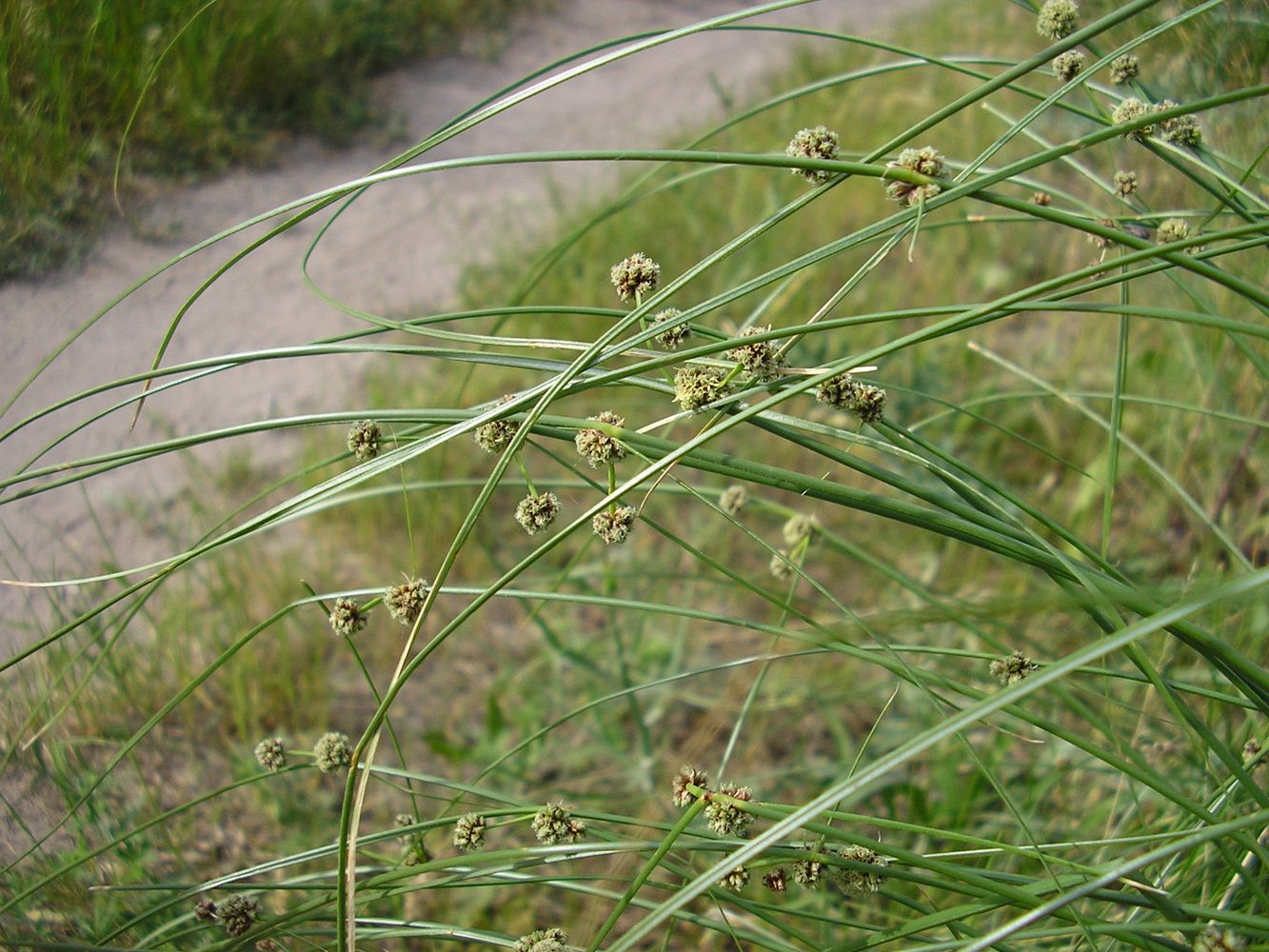 Изображение особи Scirpoides holoschoenus.