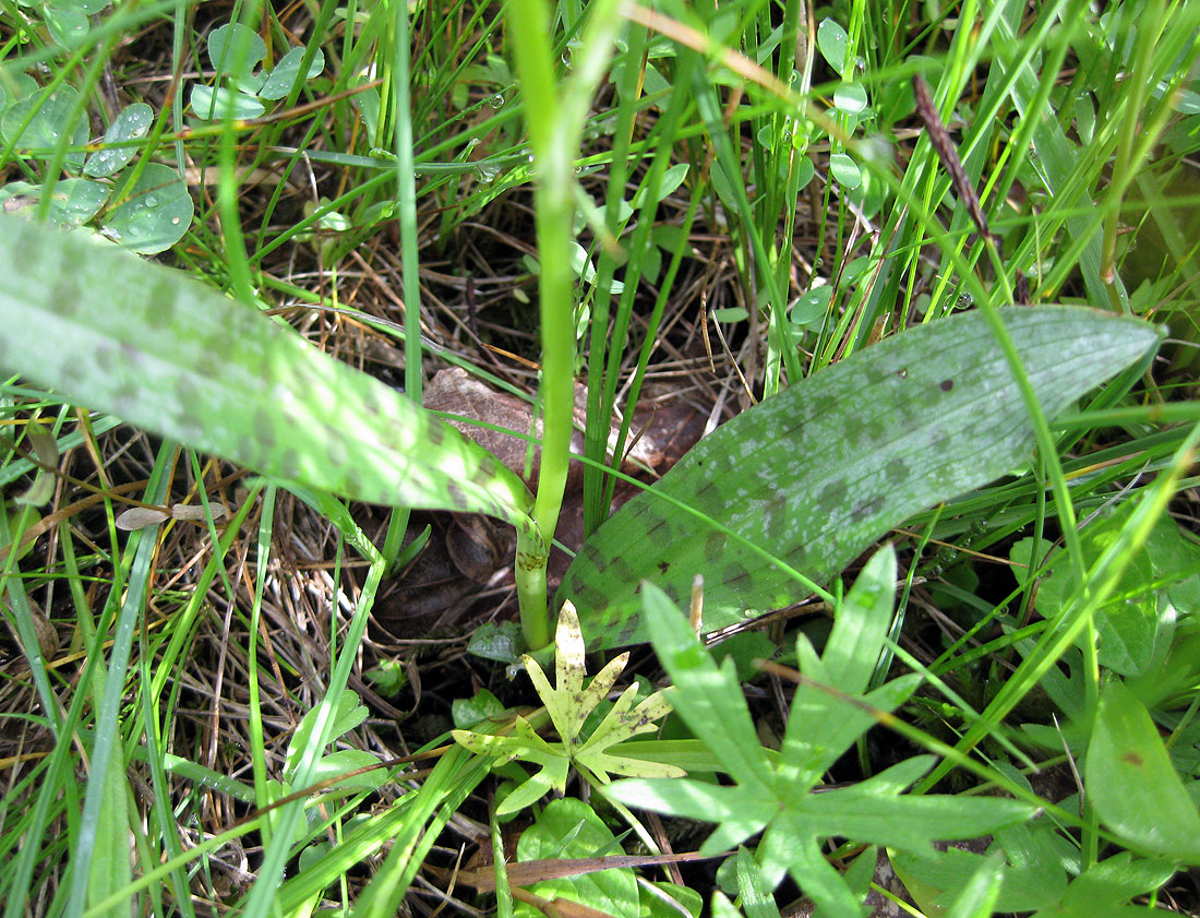 Image of Dactylorhiza fuchsii specimen.