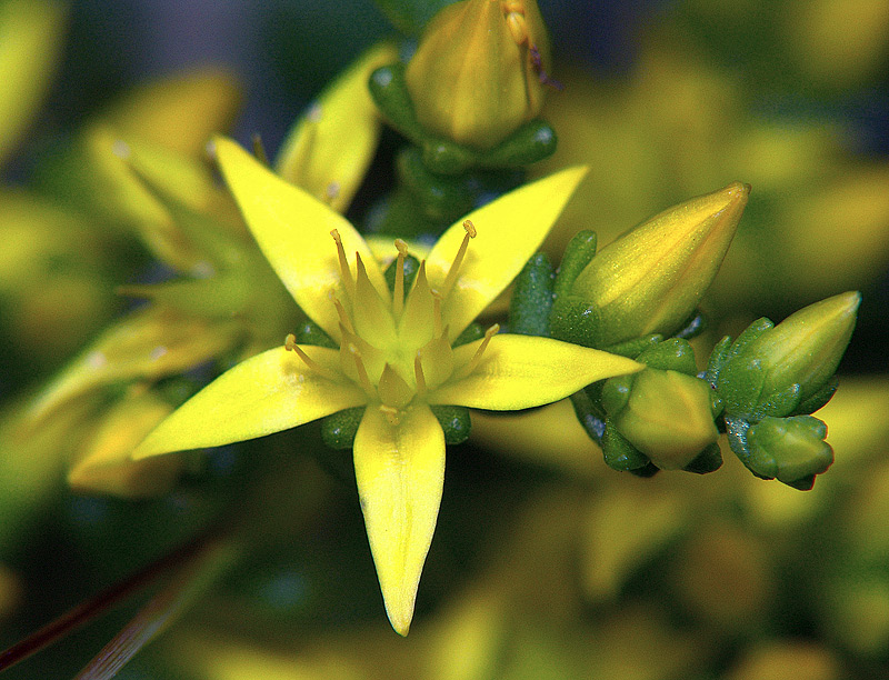 Image of Sedum acre specimen.