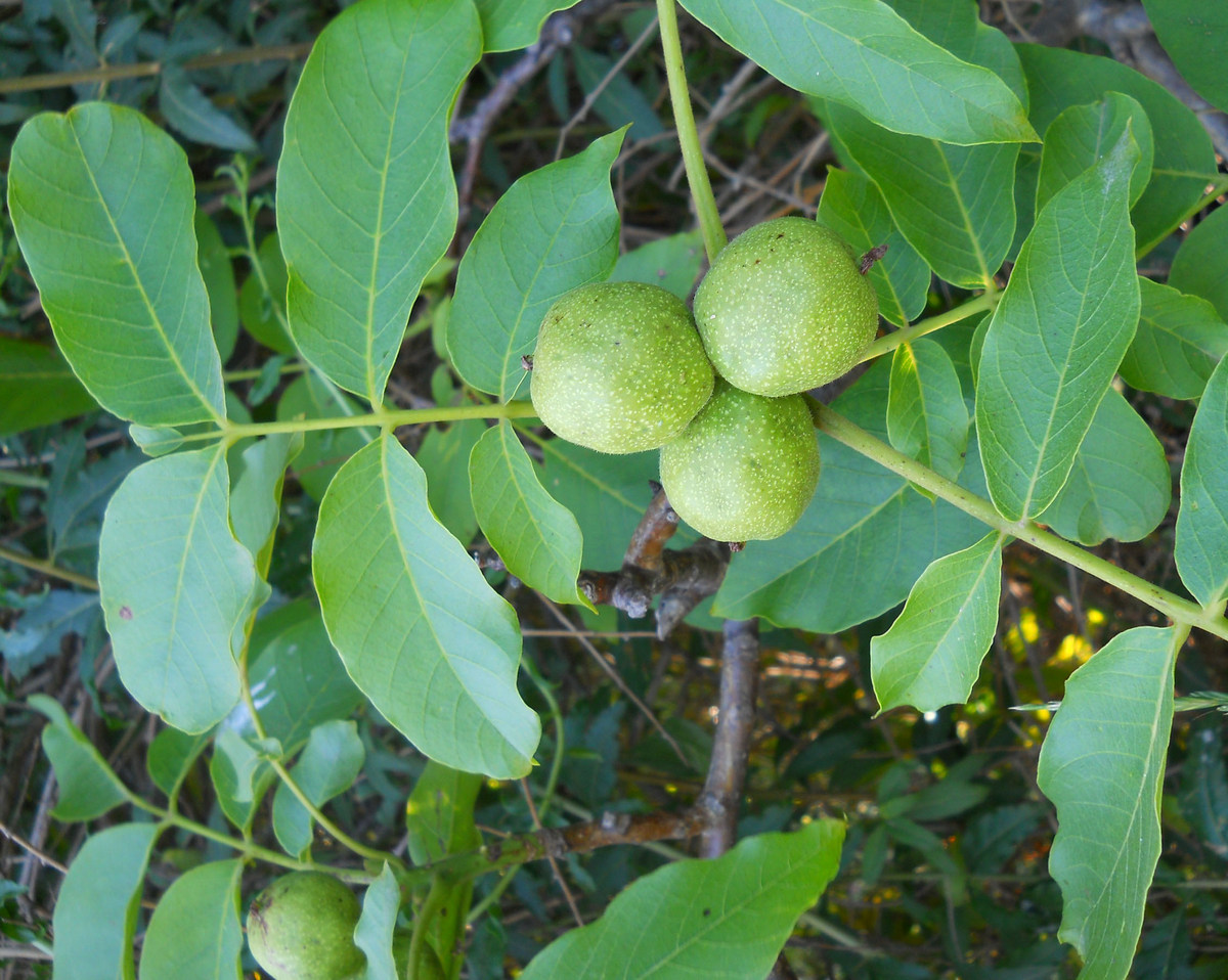 Изображение особи Juglans regia.