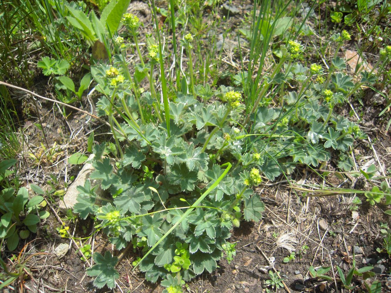 Изображение особи Alchemilla caucasica.