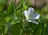 Geranium sylvaticum. Цветок (светлая форма). Карелия, Заонежье, мыс Клим Нос. 15.06.2012.