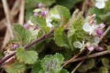 Teucrium pyrenaicum