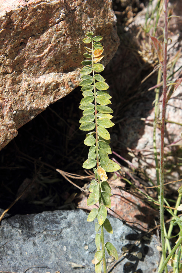 Image of Oxytropis fedtschenkoi specimen.